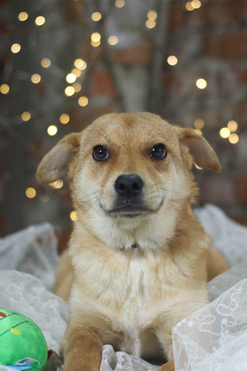 Chiens à adopter